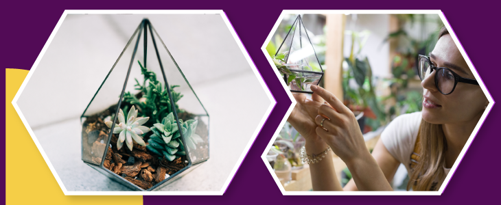 Hooray Teams: Themed Terrarium Kits