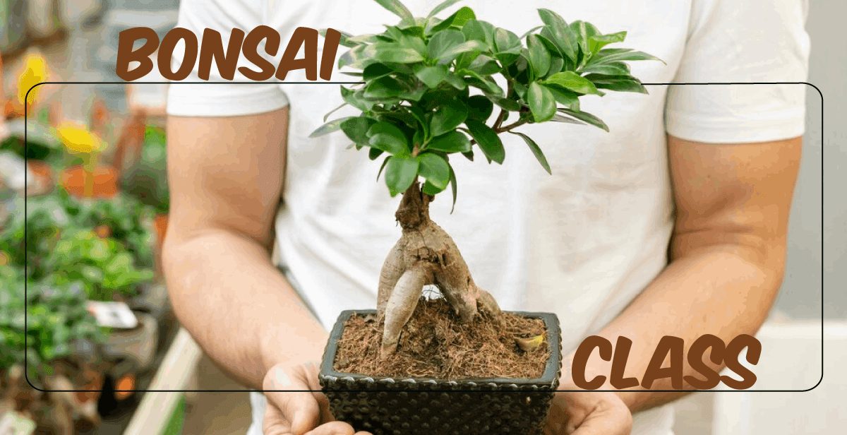 virtual-bonsai-class